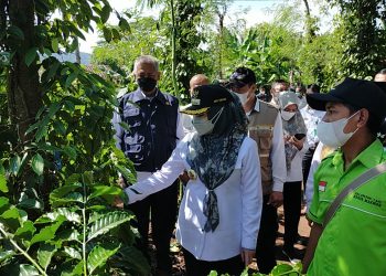 Lokasi Program I-CARE Kementan, pringsewu.lappung.com