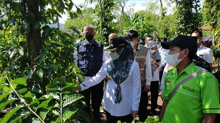 Lokasi Program I-CARE Kementan, pringsewu.lappung.com