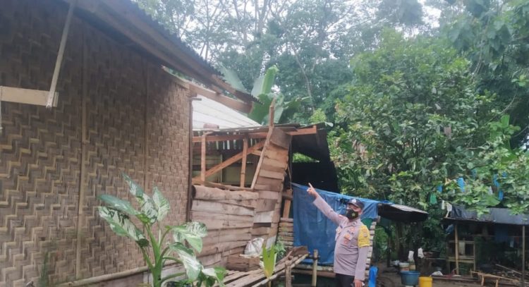Rumah Mujiman Tertimpa Pohon, tanggamus.lappung.com