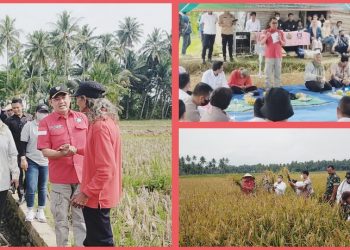 Wabup Tanggamus Hadiri Panen Raya