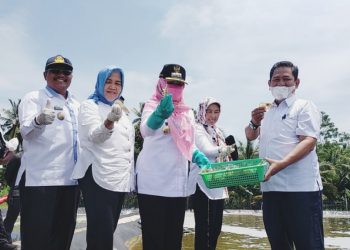 Panen Udang Vannamei di SUPMN Kota Agung