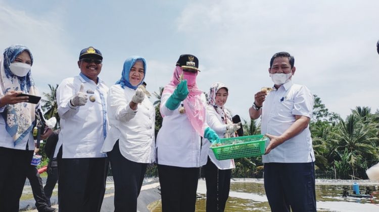 Panen Udang Vannamei di SUPMN Kota Agung