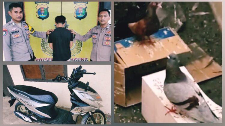 Pencuri Burung Merpati di Kota Agung